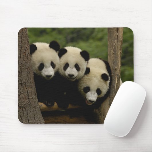 Ailuropoda melanoleuca) mousepad (Mit Mouse)