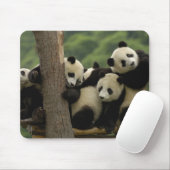 Ailuropoda melanoleuca) mousepad (Mit Mouse)