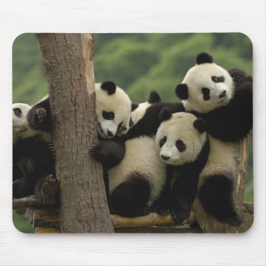Ailuropoda melanoleuca) mousepad (Vorne)
