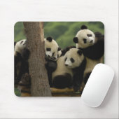 Ailuropoda melanoleuca) mousepad (Mit Mouse)
