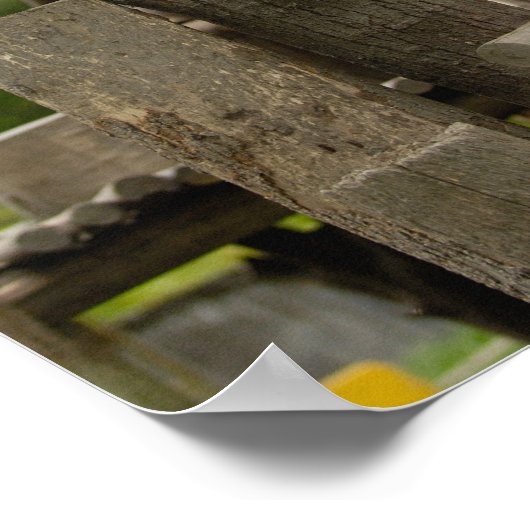 Ailuropoda melanoleuca) poster (Ecke)