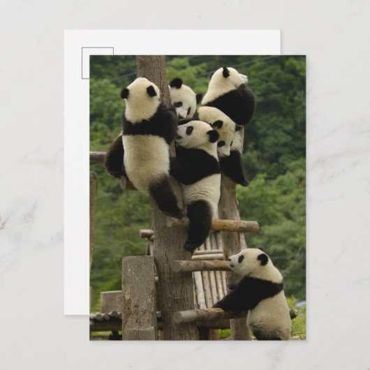 Ailuropoda melanoleuca) postkarte (Vorne/Hinten)