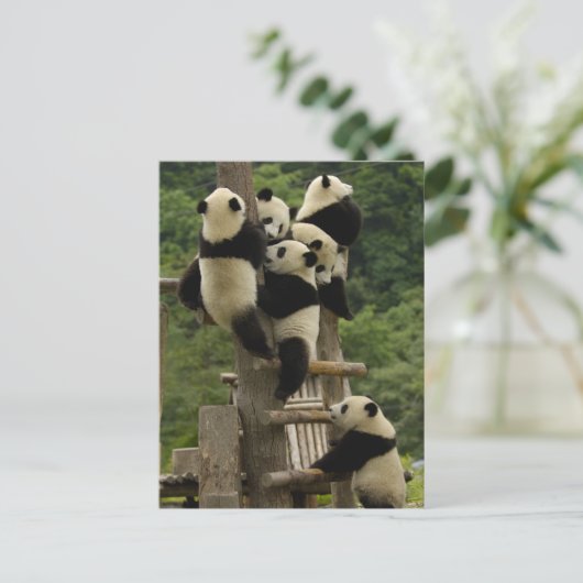 Ailuropoda melanoleuca) postkarte (Stehend Vorderseite)