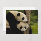 Ailuropoda melanoleuca) postkarte (Vorne/Hinten)