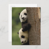 Ailuropoda melanoleuca) postkarte (Vorne/Hinten)