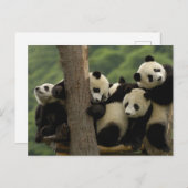 Ailuropoda melanoleuca) postkarte (Vorne/Hinten)
