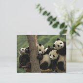 Ailuropoda melanoleuca) postkarte (Stehend Vorderseite)