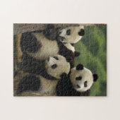 Ailuropoda melanoleuca) puzzle (Horizontal)