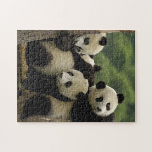 Ailuropoda melanoleuca) puzzle (Horizontal)