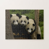 Ailuropoda melanoleuca) puzzle (Horizontal)