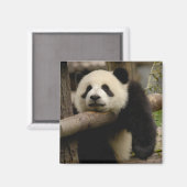 Ailuropoda melanoleuca (Riesenpanda) Magnet (Vorderseite/Rückseite)