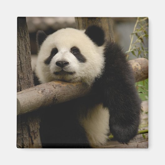Ailuropoda melanoleuca (Riesenpanda) Magnet (Vorne)
