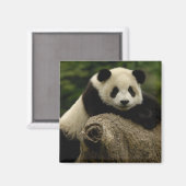 Ailuropoda melanoleuca (Riesenpanda) Magnet (Vorderseite/Rückseite)
