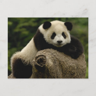 Ailuropoda melanoleuca (Riesenpanda) Postkarte