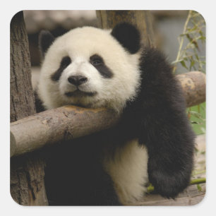 Ailuropoda melanoleuca (Riesenpanda) Quadratischer Aufkleber