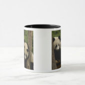 Ailuropoda melanoleuca) tasse (Zentrum)