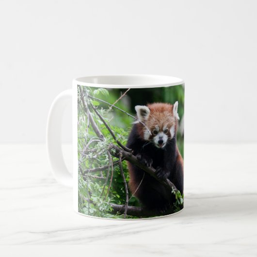 Ailurus fulgens kaffeetasse (Vorderseite Links)