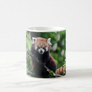 Ailurus fulgens kaffeetasse