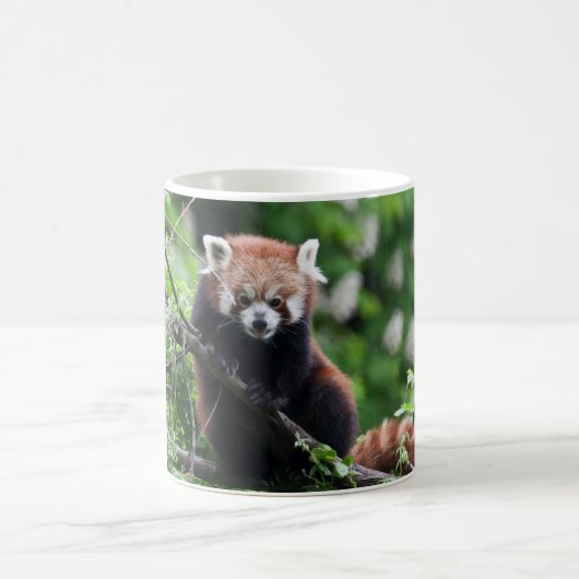 Ailurus fulgens kaffeetasse (Mittel)
