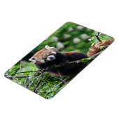 Ailurus fulgens magnet (Linke Seite)