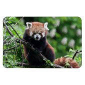Ailurus fulgens magnet (Horizontal)