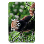 Ailurus fulgens magnet (Vertikal)