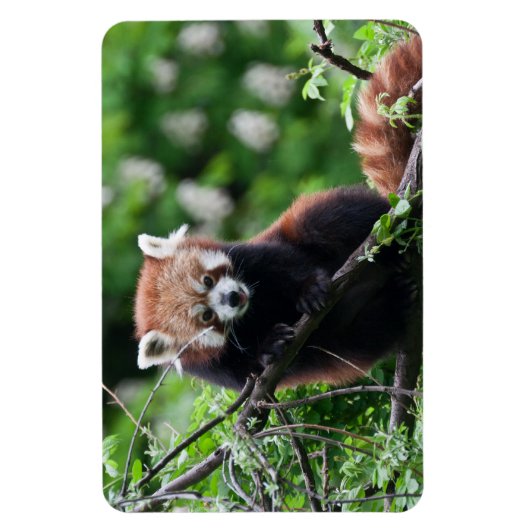 Ailurus fulgens magnet (Vertikal)