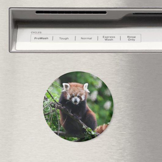 Ailurus fulgens magnet (In Situ (Geschirrspüler))