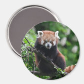 Ailurus fulgens magnet (Vorderseite/Rückseite)