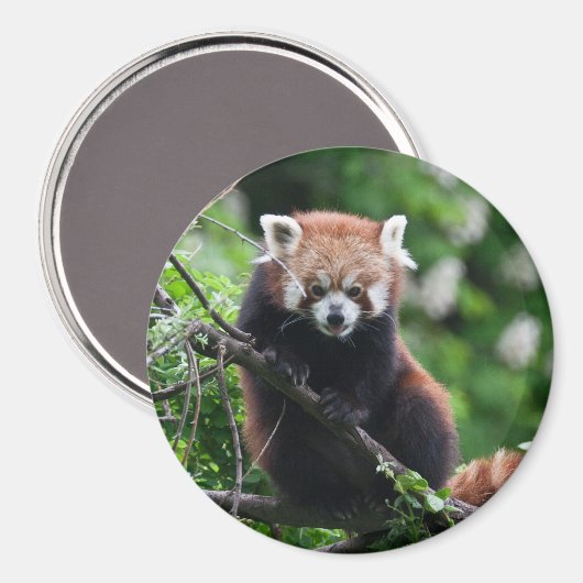 Ailurus fulgens magnet (Vorderseite/Rückseite)