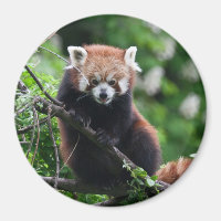 Ailurus fulgens