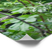 Ailurus fulgens poster (Ecke)