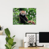 Ailurus fulgens poster (Heimbüro)