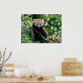 Ailurus fulgens poster (Küche)
