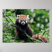 Ailurus fulgens poster (Vorne)