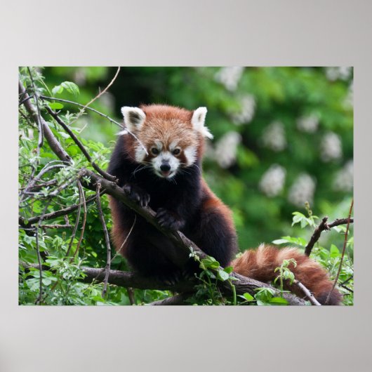 Ailurus fulgens poster (Vorne)