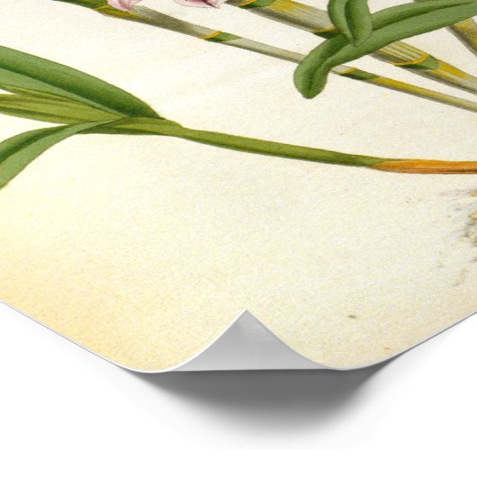 Ainsworth Roseum Poster (Ecke)