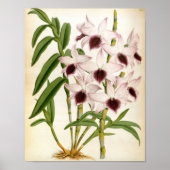 Ainsworth Roseum Poster (Vorne)