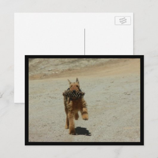 Airedale Dog Postkarte (Vorne/Hinten)