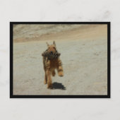 Airedale Dog Postkarte (Vorderseite)