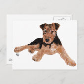 Airedale, Lakeland, Welsh Terrier Pup Postkarte (Vorne/Hinten)