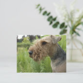 Airedale Postkarte (Stehend Vorderseite)
