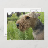 Airedale Postkarte (Vorne/Hinten)