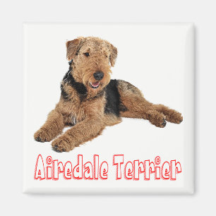 Airedale Terrier Braun & Schwarz Welpenhund Rote L Magnet