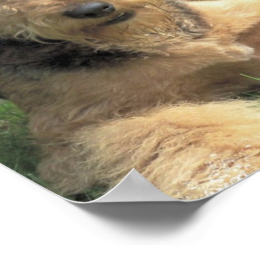 Airedale Terrier Foto Print Poster (Ecke)