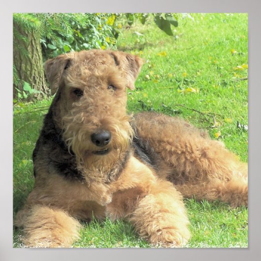 Airedale Terrier Foto Print Poster (Vorne)