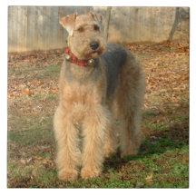 Airedale-Terrier-HundeFoto-Fliese
