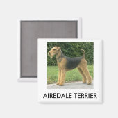Airedale Terrier Magnet (Vorderseite/Rückseite)