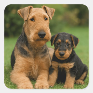 Airedale Terrier mit Welpe Quadratischer Aufkleber