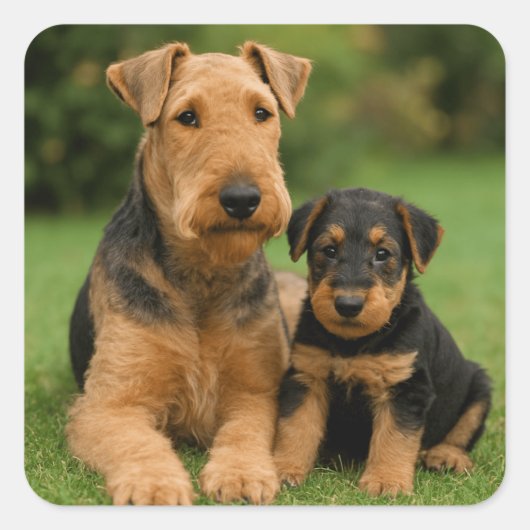 Airedale Terrier mit Welpe Quadratischer Aufkleber (Vorderseite)